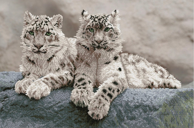 SNOW LEOPARDS, HEMISNATIONAL PARK KASHMIR INDIA