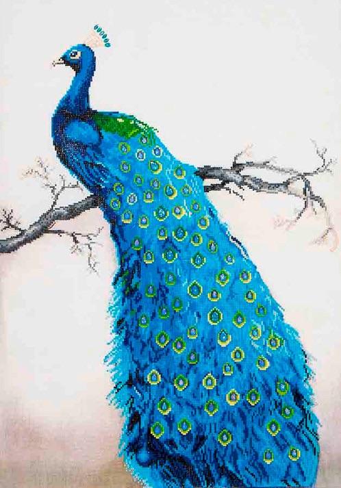 BLUE PEACOCK