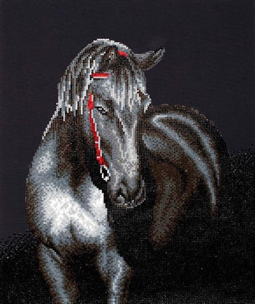 MIDNIGHT STALLION