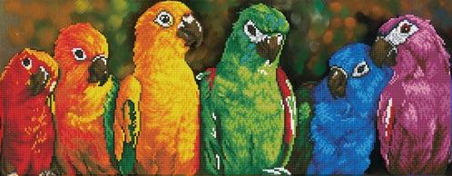 RAINBOW PARROTS
