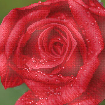 ROSE DEW