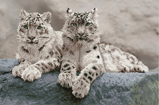 SNOW LEOPARDS, HEMISNATIONAL PARK KASHMIR INDIA