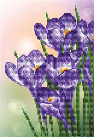 SPRING CROCUS